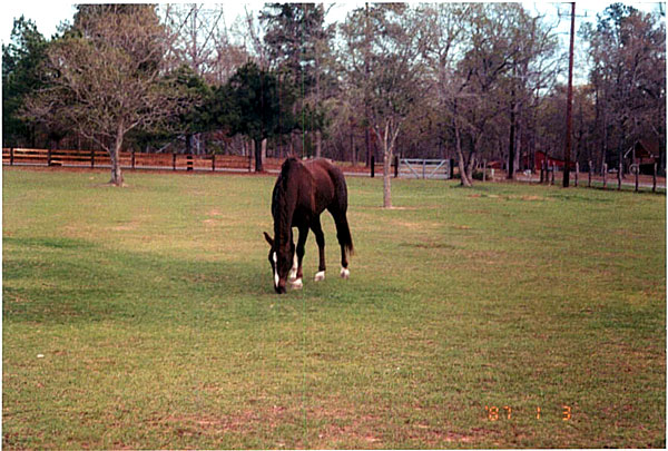 Roping Horses For Sale In Texas. Roping horses for sale;